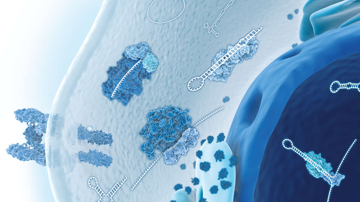 Different types of RNA